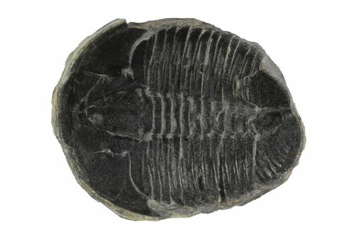 Elrathia Trilobite Fossil - Wheeler Shale, Utah #97133